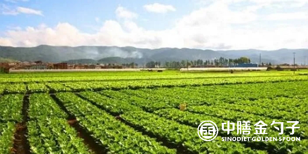 食材配送公司選擇種植基地應(yīng)該注意哪些事項(xiàng)？